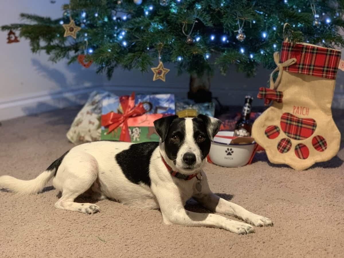 Make your pets family Christmas by treating them as part of the family