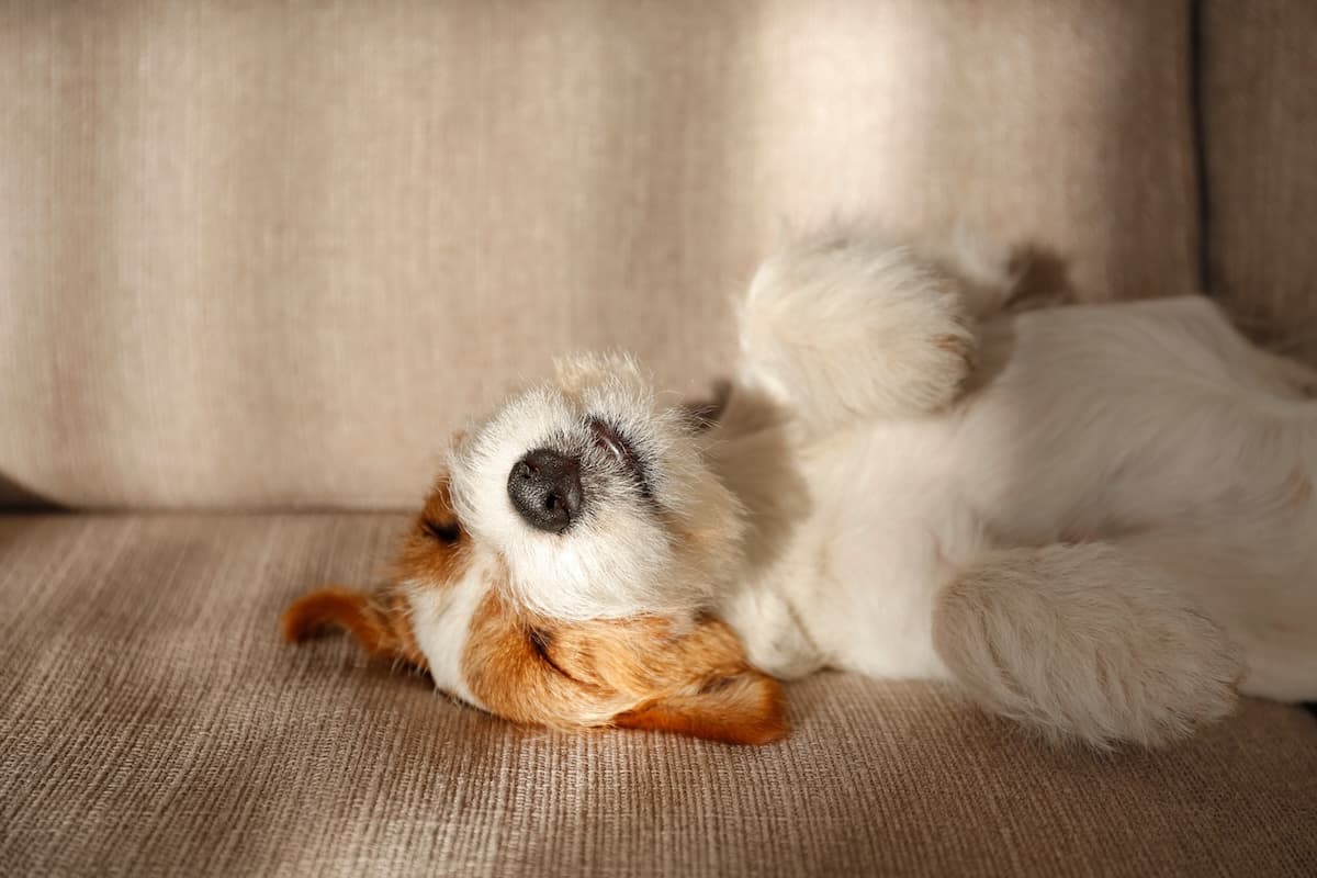 A relaxed terrier resting belly-up on a sofa