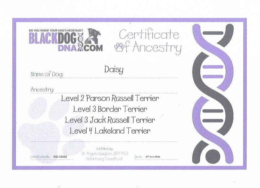We tried out a DNA testing kit with Blackdog DNA