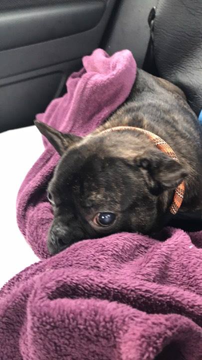 A Puppy Farmed French Bulldog who was abandoned on Gumtree.