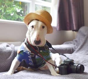 Rocky the Traveller is a Bull Terrier who has visited places all over the world.