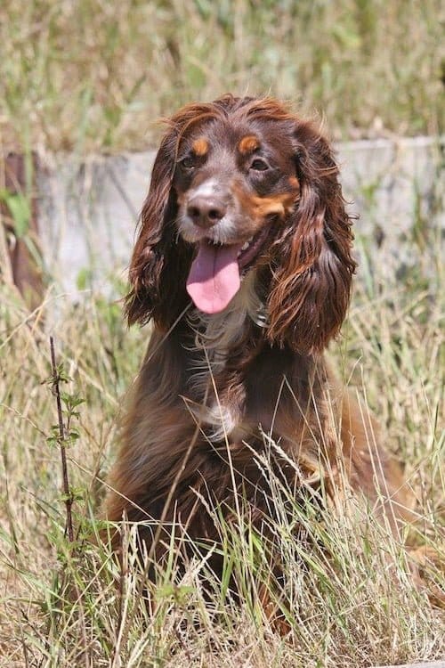 Maggie the cocker spaniel who lost her life to Alabama Rot