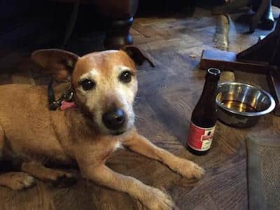 Daisy samples the dog beer at the Brandling Villa.