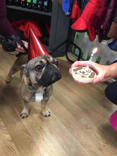 A pawtying pooch at the Doggy Diner in Sunderland.