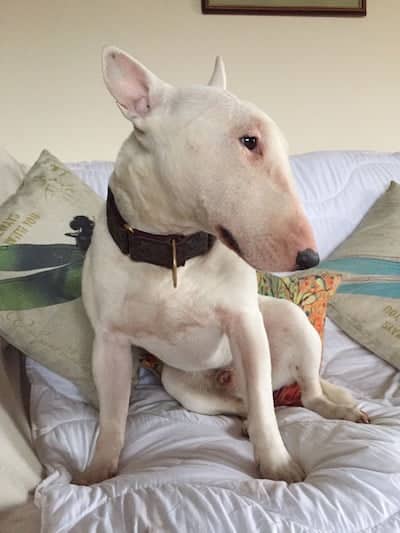 Dotty the bait dog has had a happy life thanks to Beds for Bullies. 