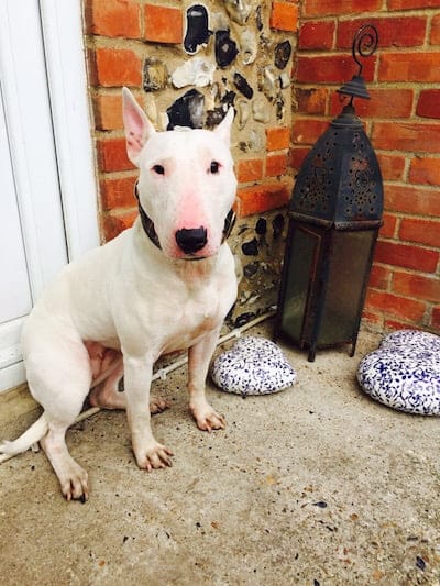 Police also re-homed another bait dog Etta, three, with Liz last year.