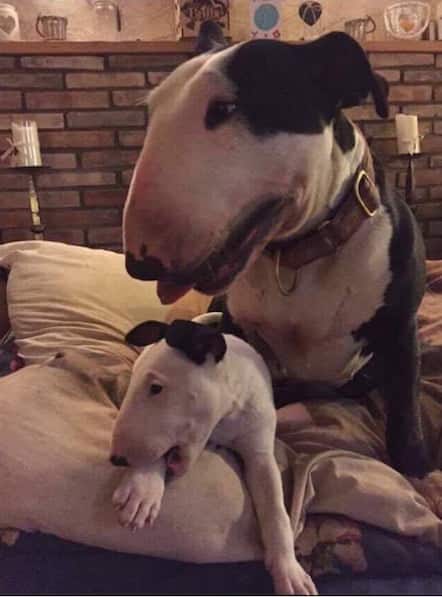 Adorable Bull Terriers Niamh who travelled to Beds for Bullies from France and Enid.