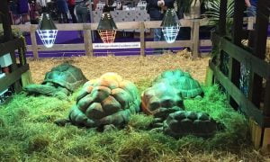 The amazing giant tortoises at the Family Pet Show.