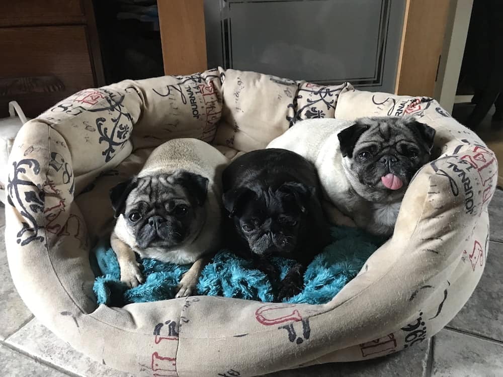 Christine Ditchfield created 3 Pugs Gin after being inspire by her three pugs.