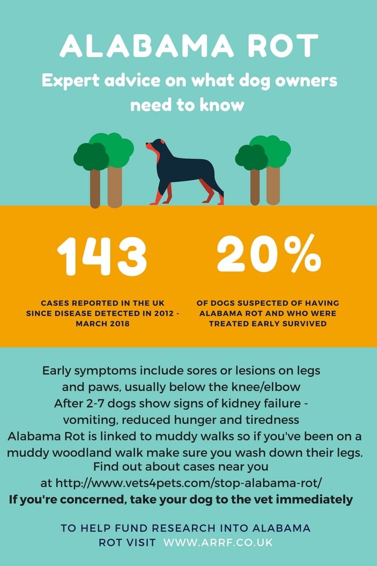 Alabama rot is claiming the lives of dogs in the UK. This guide explains all owners need to know about the disease.