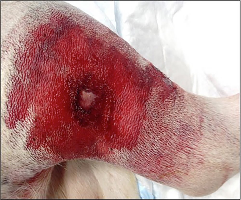 Alabama rot is claiming the lives of dogs across the uk.