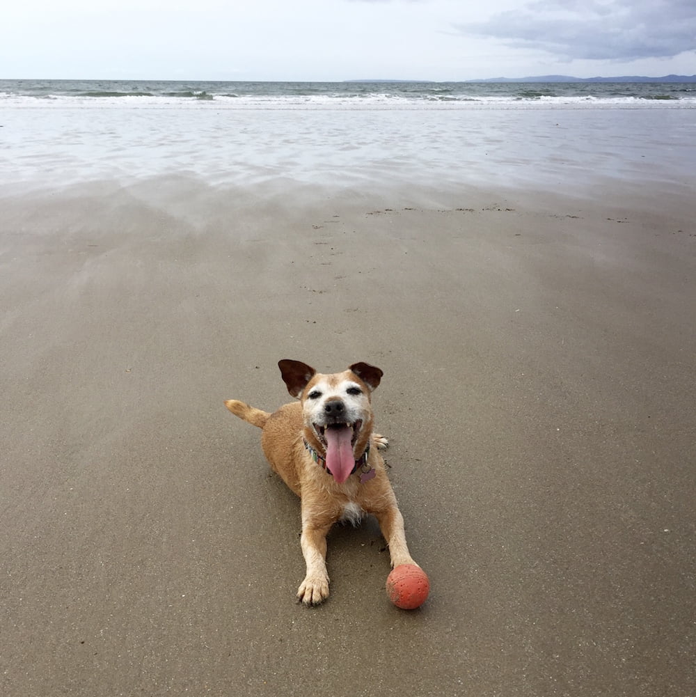 Going on a dog friendly holiday? Here are 10 tips to make sure it runs smoothly!