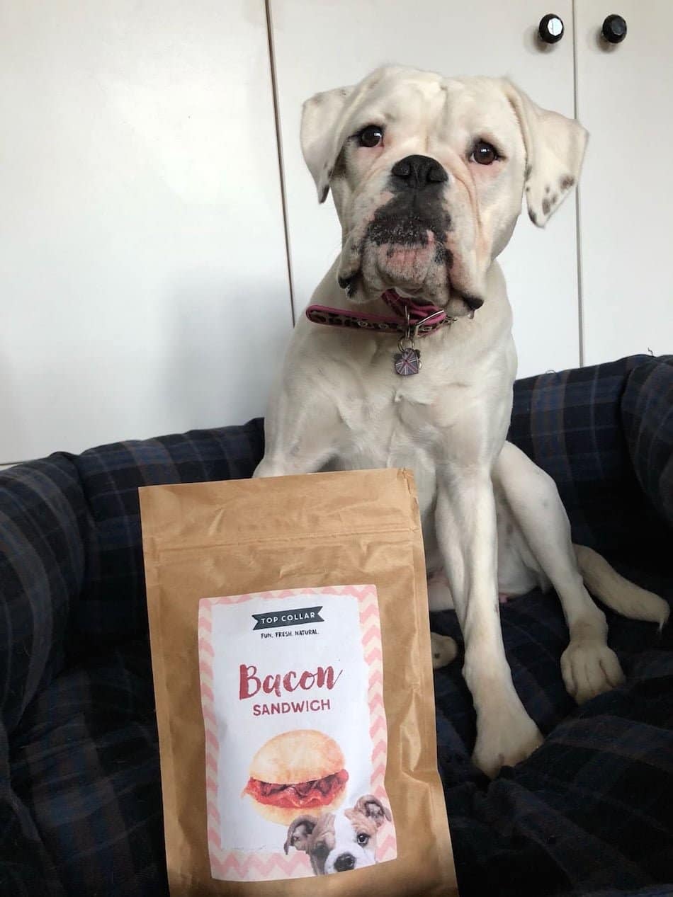 Chris and Layla the White Boxer dog review pet friendly products for the Paw Post Pet Blog