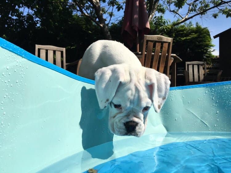 Tips on how to keep your pet cool in the sun