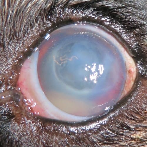 DOG owners are being urged to watch their pet’s eyes as allergies and Dry Eye can lead to them going blind.
