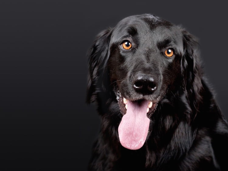 Black dog syndrome and why dark haired pets struggle to find homes. 