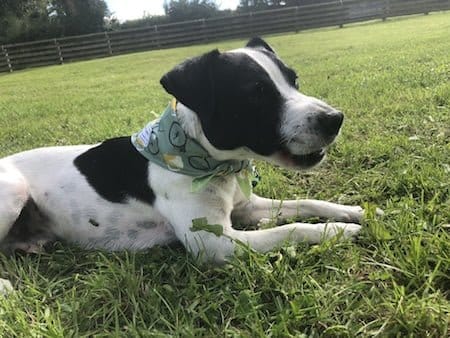 Patch modelling a Barks and Squeaks Bandana