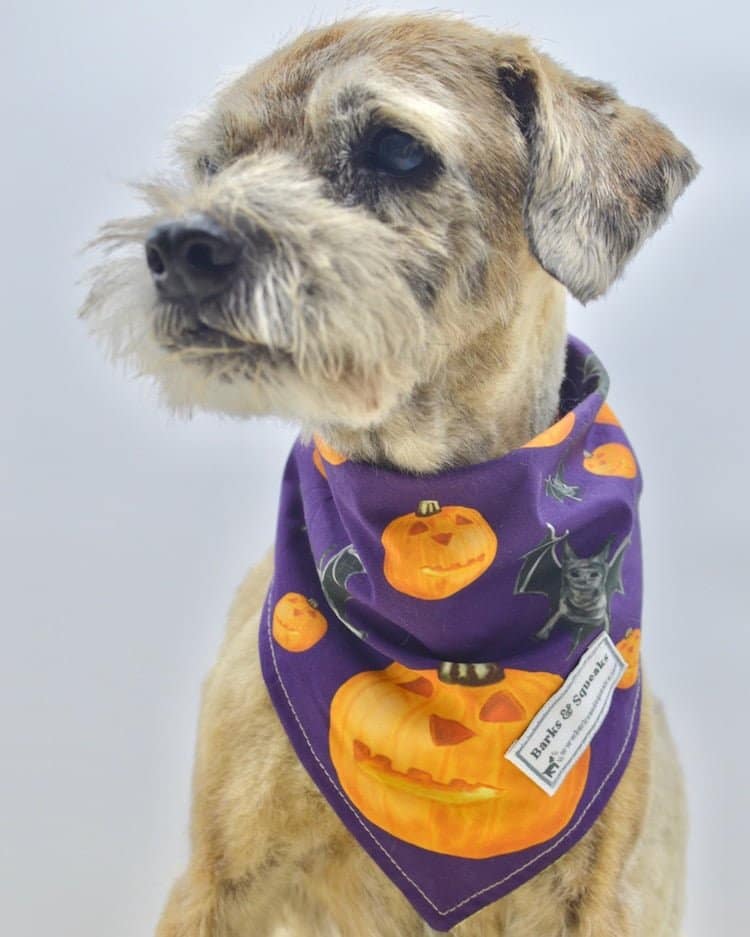 Five safe and fun ways to celebrate halloween with your dog