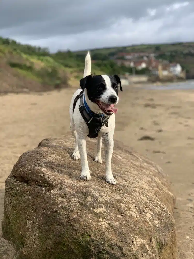 Dog friendly things to go and places to go in Robin Hood's Bay on the Yorkshire coast