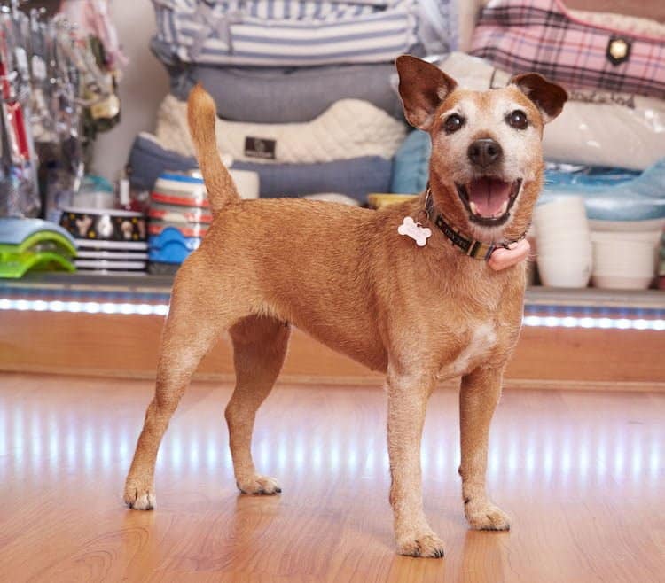 What happens when you have a personal shopper for your dog - PetLondon feature