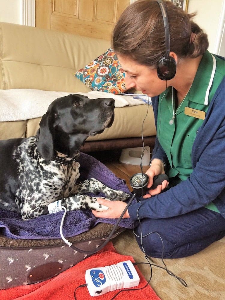 Carla Finzel is a registered vet nurse and is the first in the UK to provide a district nursingg service for pets 