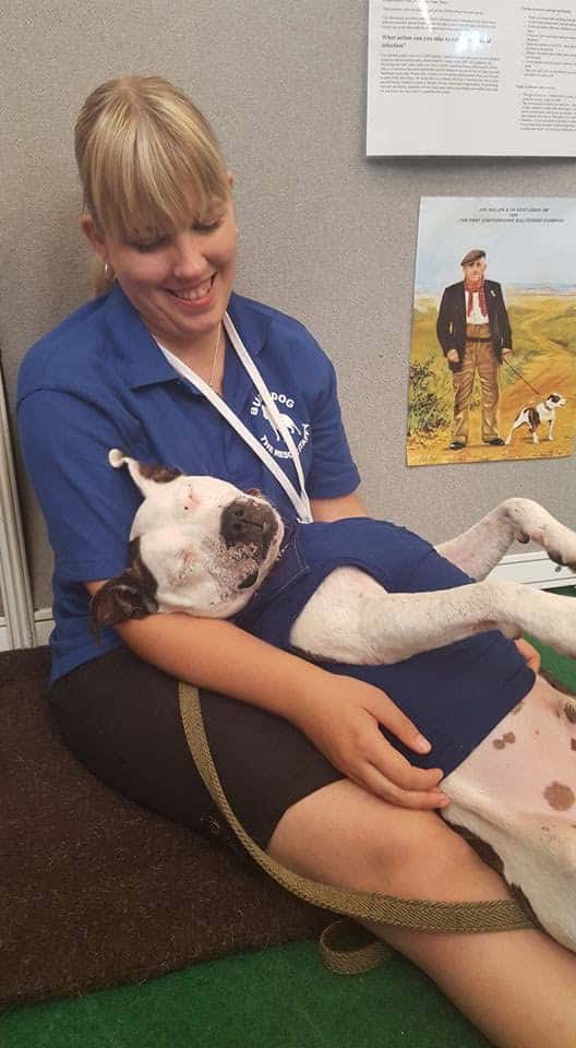 Meet Buddy the Staffy who was dumped and left to die and is now a Crufts superstar