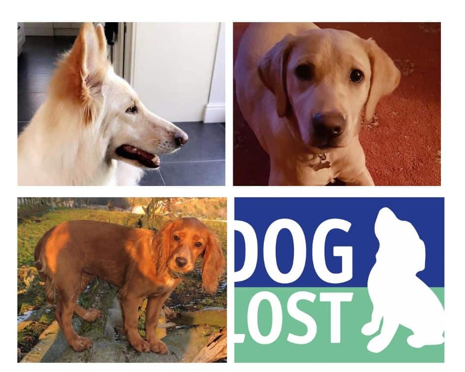 Doglost appeal - can you help find Isla, Harper and Rossi?