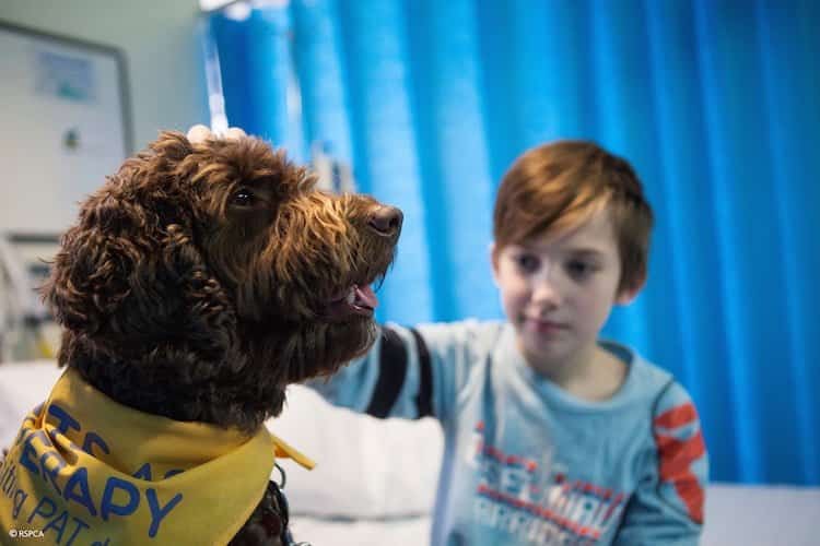 Pets as Therapy dog Rolo