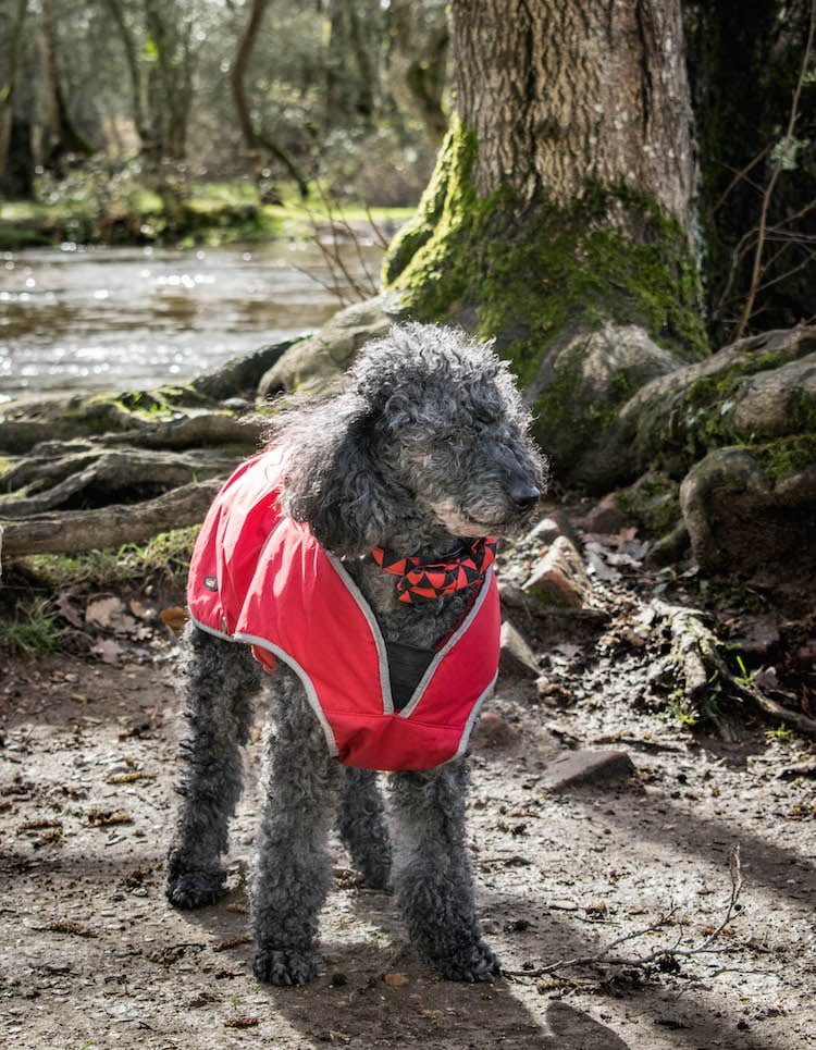 Chris Packham talks about his bond with Poodle Scratchy and why he's hosting Dogstival 