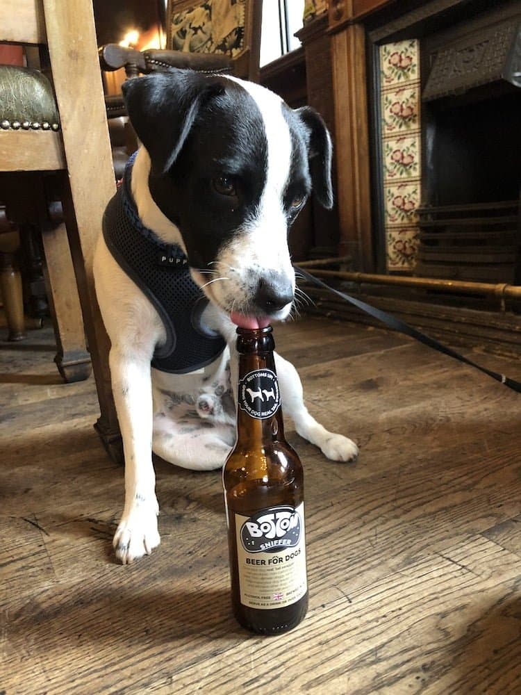 dog friendly pubs in Newcastle