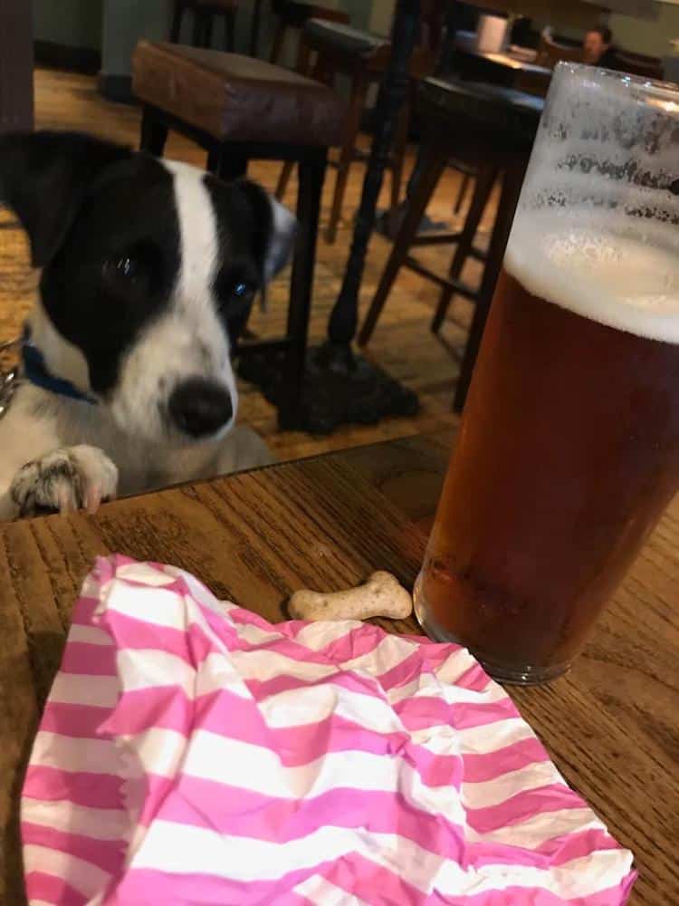 dog friendly pubs in newcastle