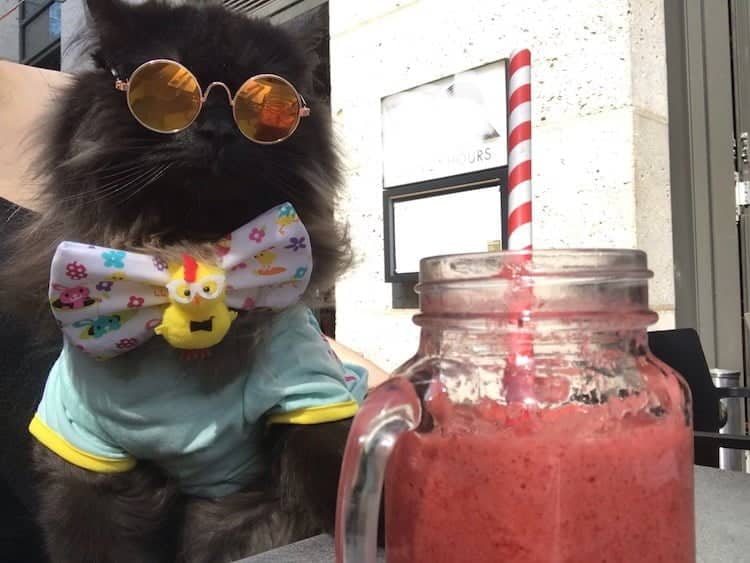 Pets as Therapy Cat London on Instagram