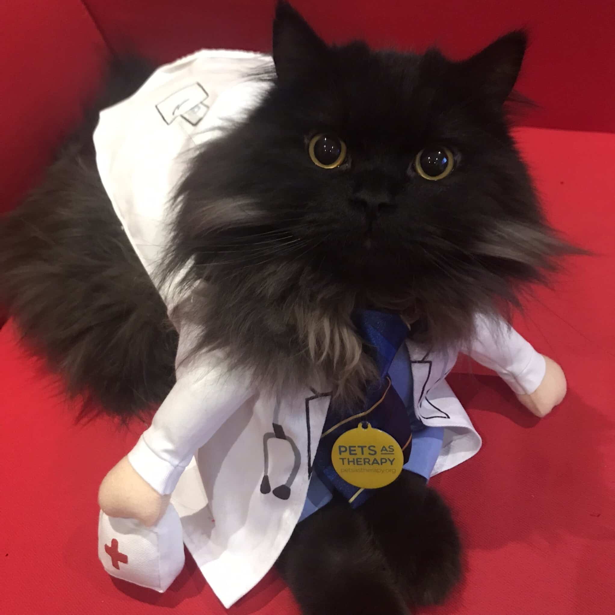 Pets as Therapy Cat London