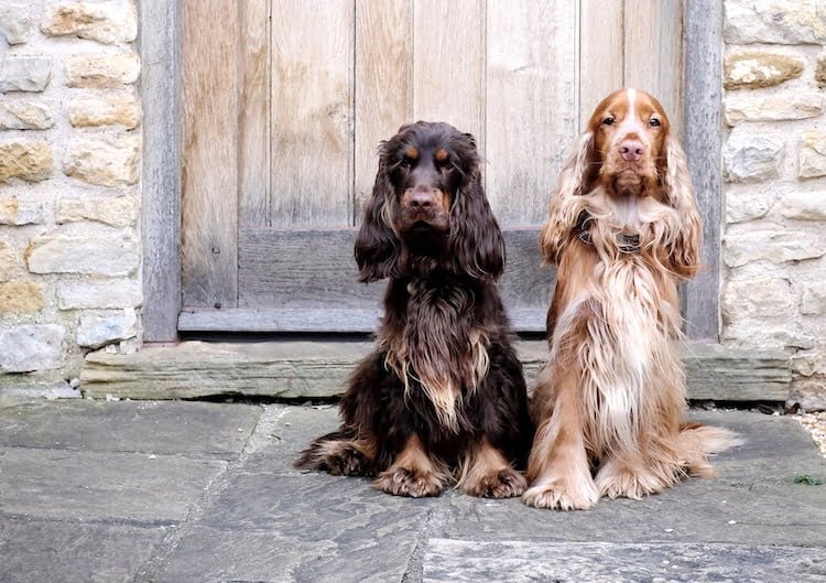 Perfect Cocker Spaniel Cooper and Fred