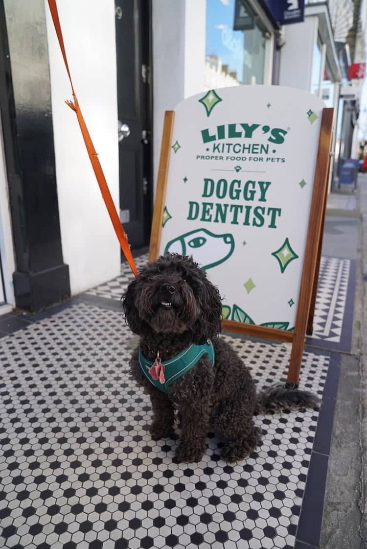 Lilys Kitchen Dog Dentist