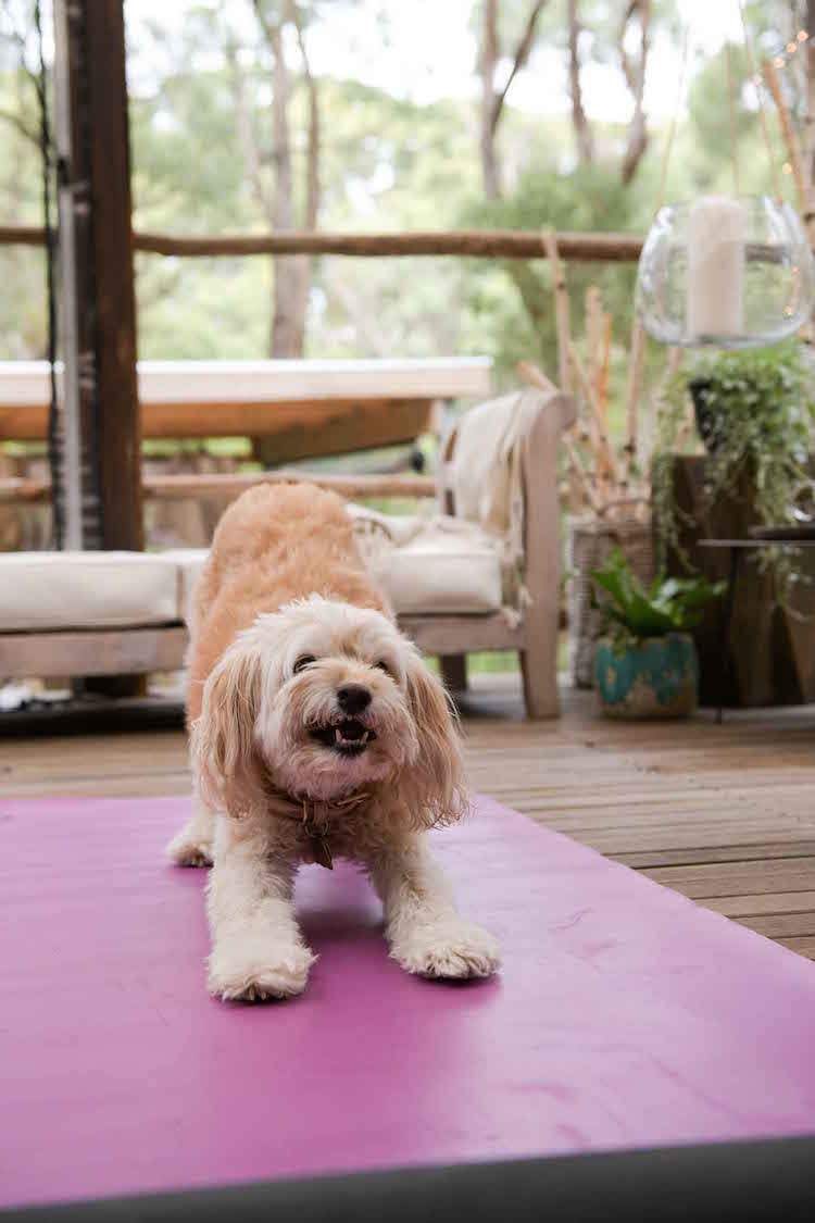 Dog Yoga with Fiona Rigg