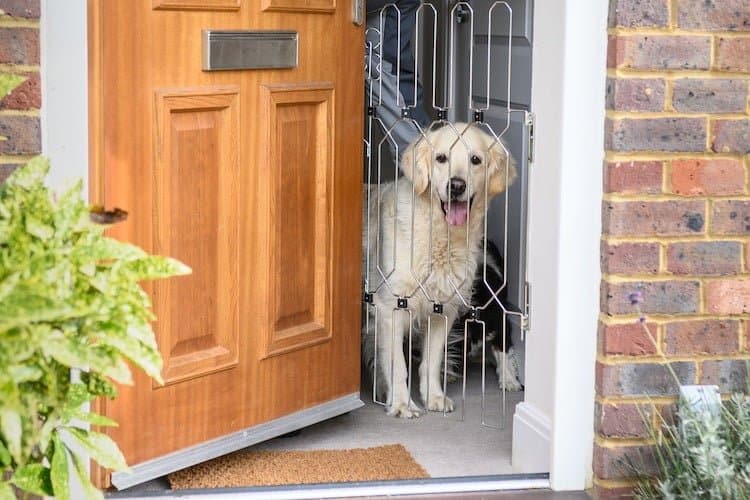 Patch from the Paw Post Pet Blog tries out the DogG8 Pet Safety Gate