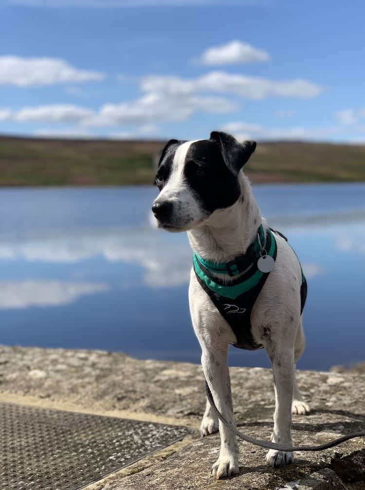 Dog at reservoir